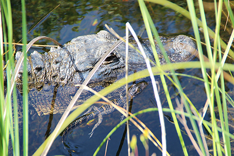 This is an image of a baby alligator swimming along an adult alligator. This photo was taken by the University of Miami School of Architecture staff.