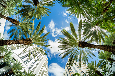This is a stock photo from Shutterstock. The image is looking up towards the sky. Palm trees surround the image with white high rise buildings in the background.