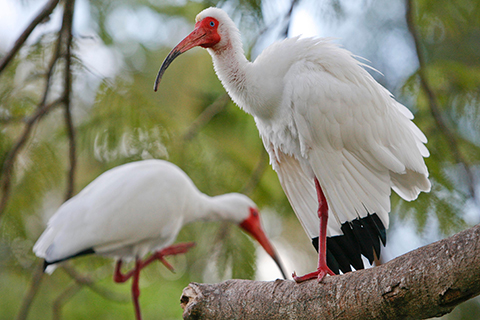 This is a photo of two white Ibis' perched in a tree on the University of Miami Coral Gables campus.